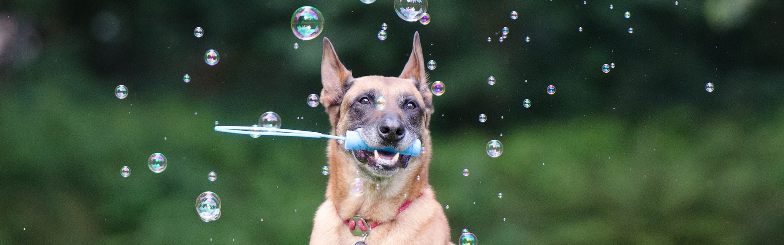 Trickkurs hundeschulegrossostheim.de